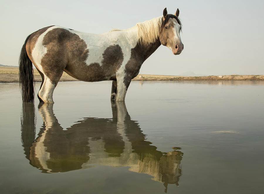 Horse Photograph - Moon Drinkers Reflection by Kent Keller