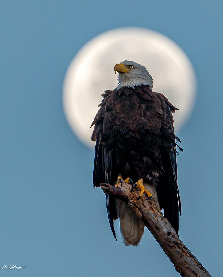 Wildlife Photograph - Moon Eagle by Judy Rogero