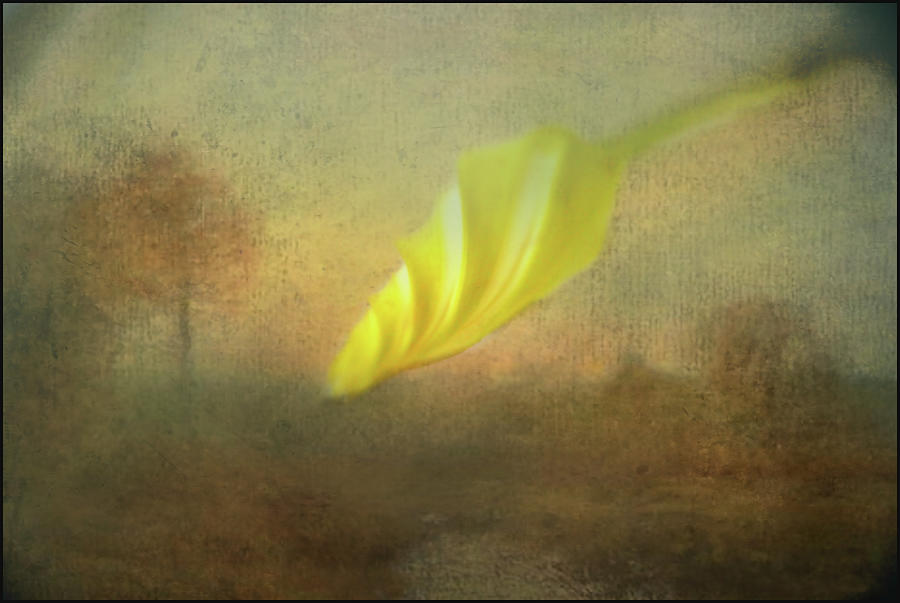 Moon flower dream Photograph by Eagle Finegan | Fine Art America