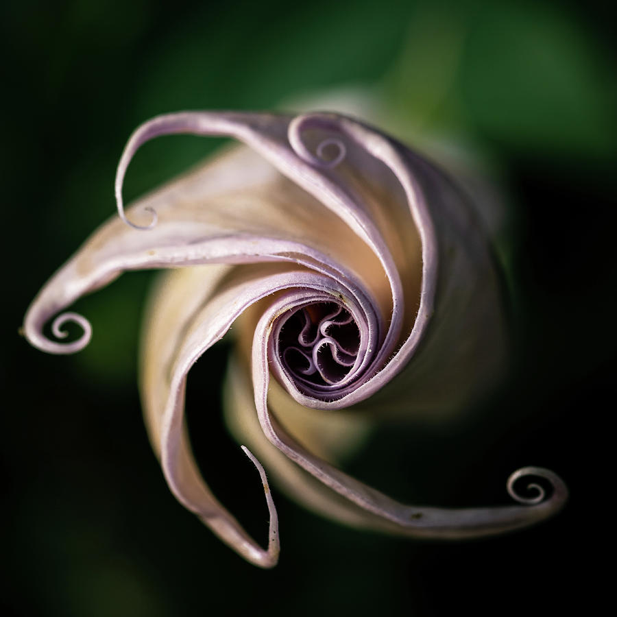 Moon Flower Photograph by Jay Stockhaus