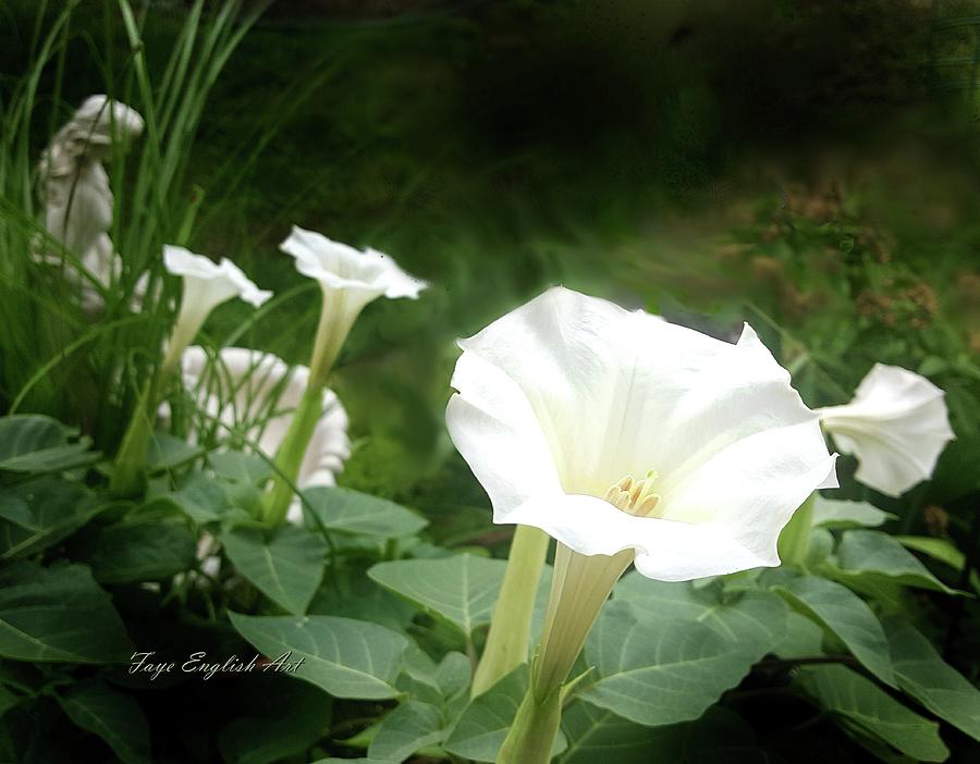 moon flower in different languages