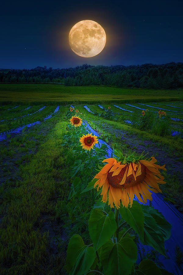 Moon Flowers Photograph by Mark Andrew Thomas