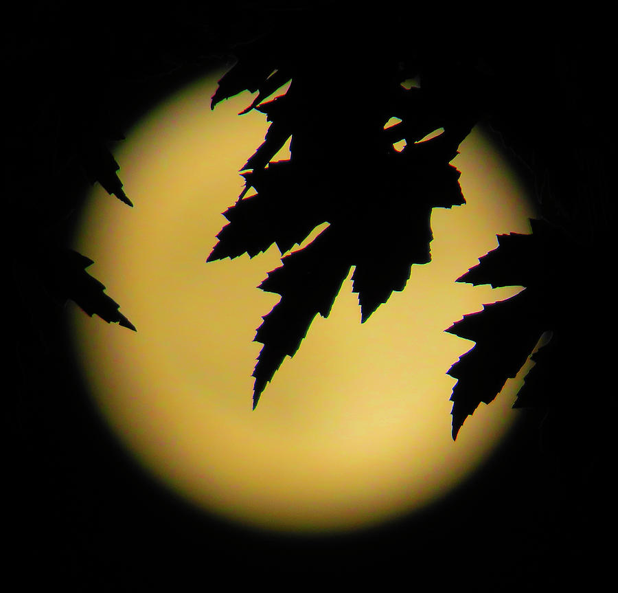 Moon Glow Silhouette  Photograph by Linda Stern