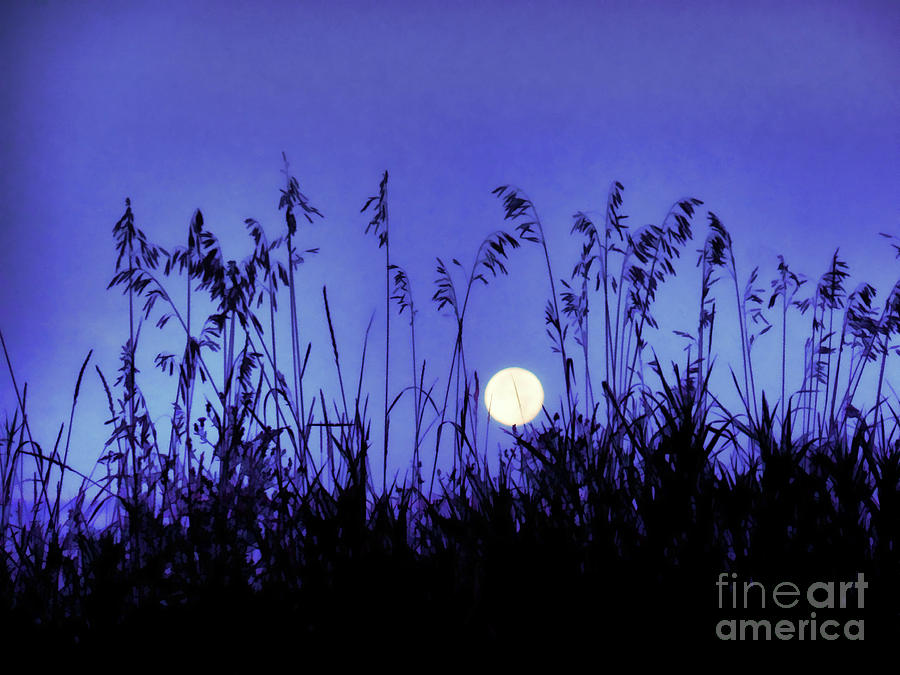 Moon Grasses Photograph by AnnMarie Parson-McNamara