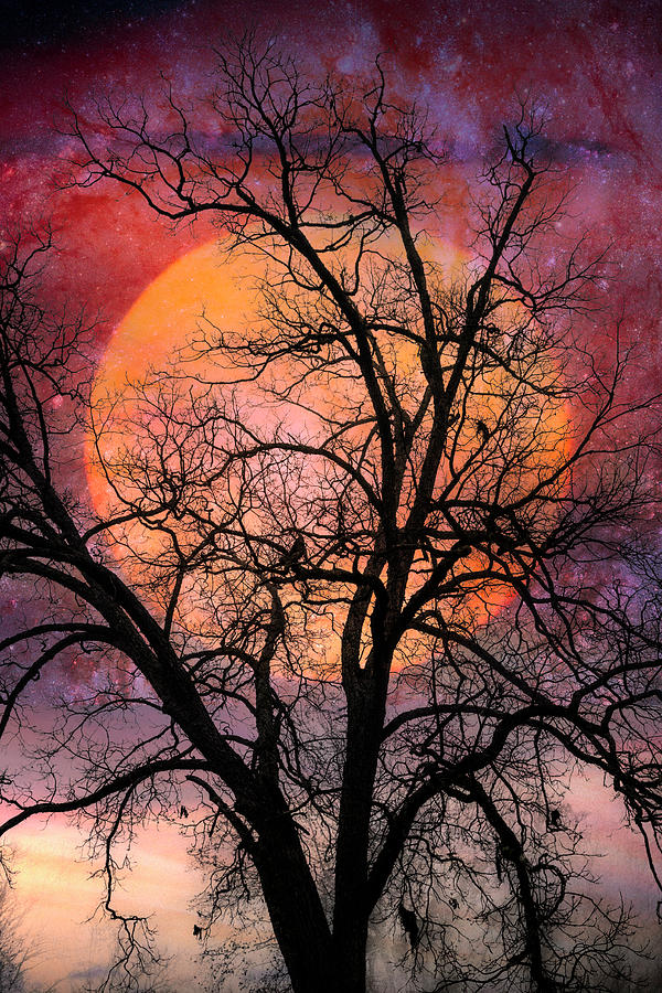 Moon in the Branches Photograph by Debra and Dave Vanderlaan