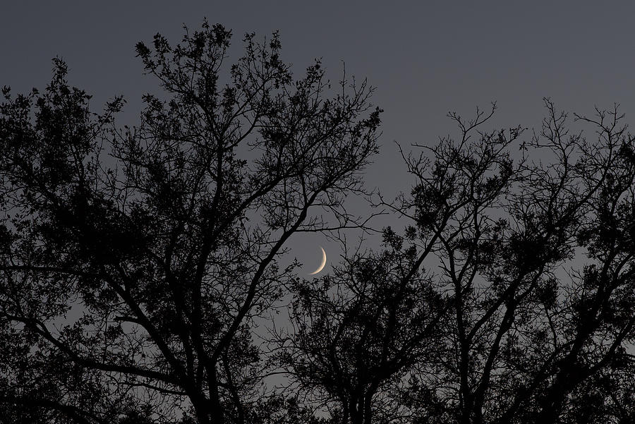 Moon in the Branches Photograph by Evan Foster