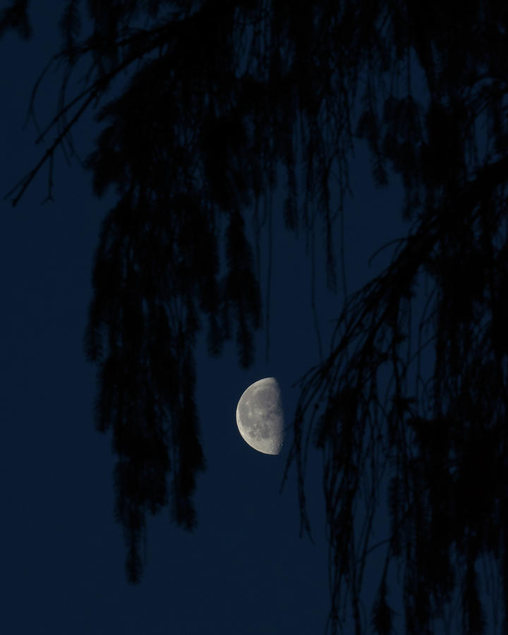 Moon in the Pines Photograph by Flinn Hackett