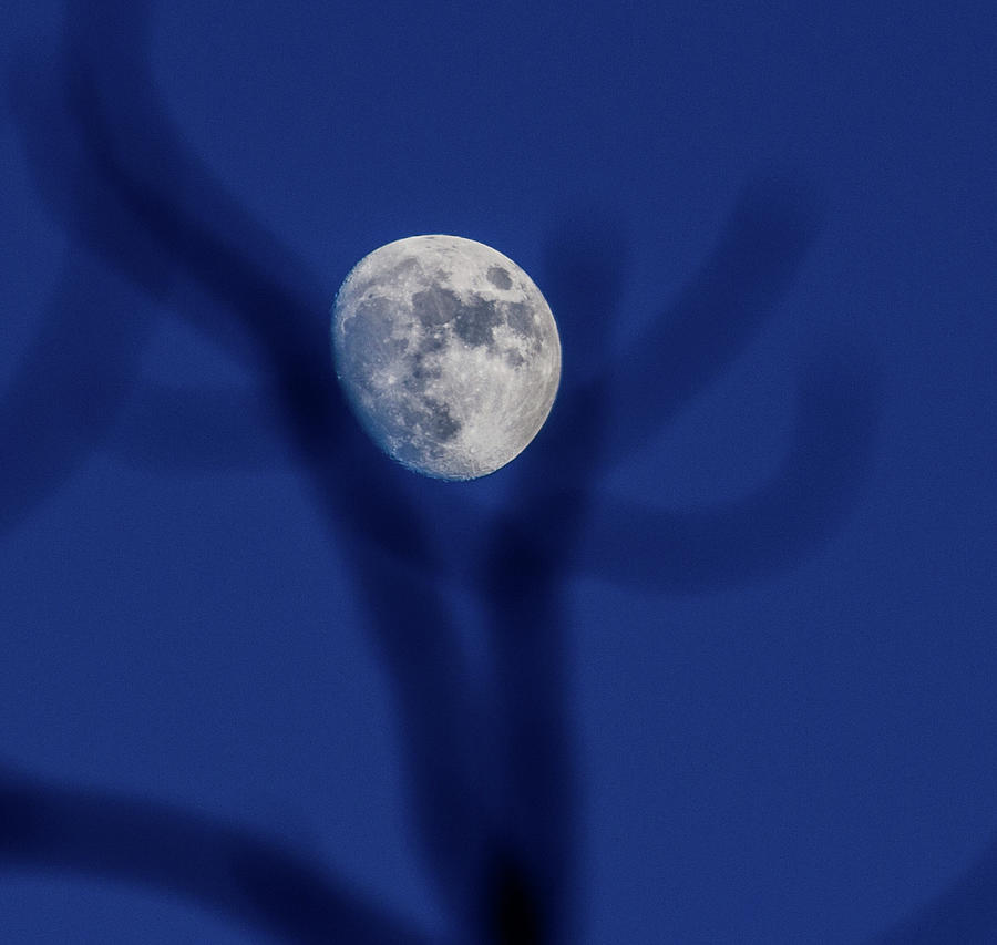 Moon in the Tree November 26, 2020 Photograph by Renny Spencer