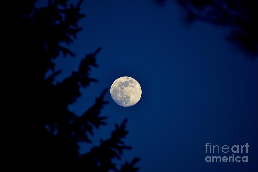 Moon In The Trees Photograph by Bailey Maier - Fine Art America