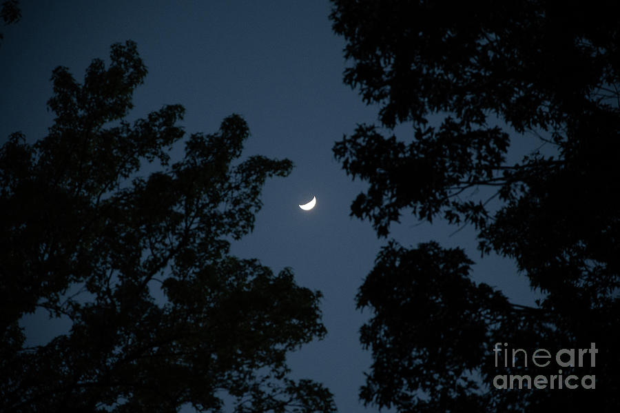 Moon in Trees Photograph by Eric Reeves - Fine Art America