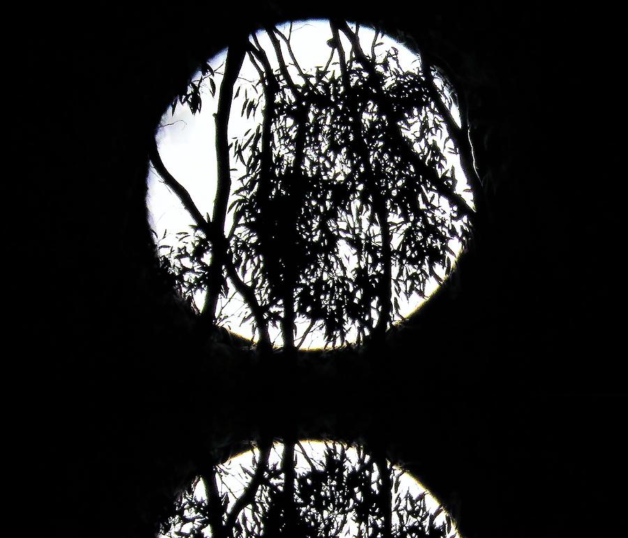 Moon in Trees Reflection Photograph by Joan Stratton
