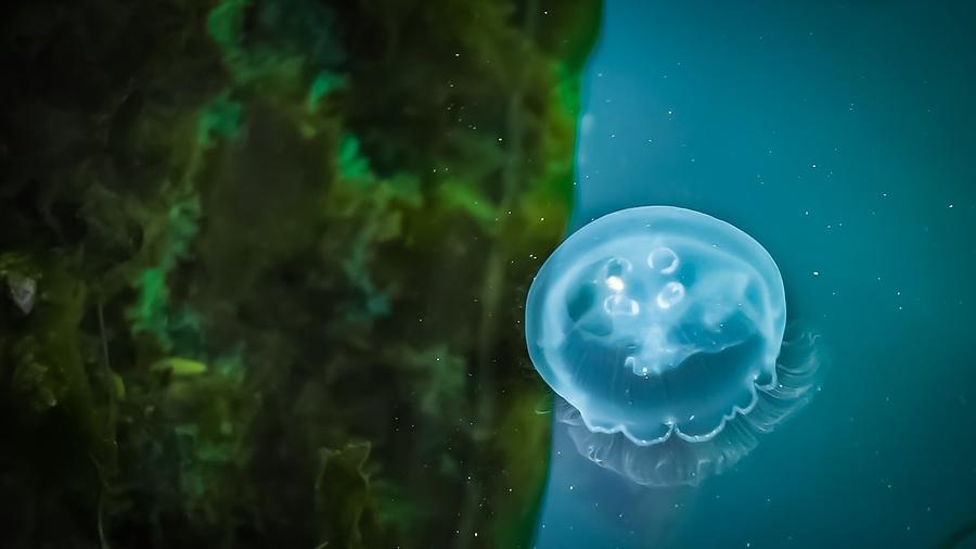 Moon Jelly Photograph by Branson Rose Fine Art America