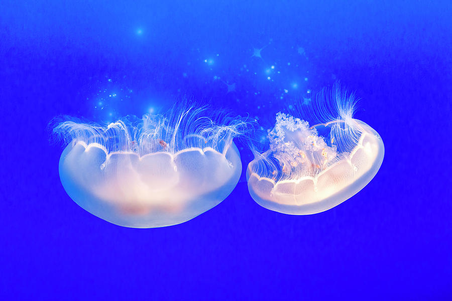 Moon Jelly Series #4 Photograph by Patti Deters