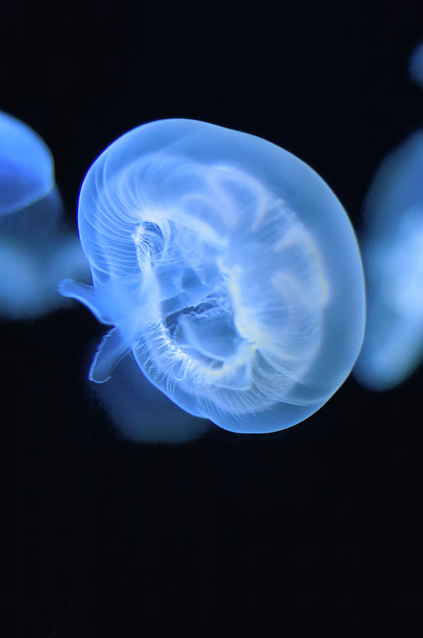 Moon jellyfish Photograph by Dimitris Paterakis - Fine Art America