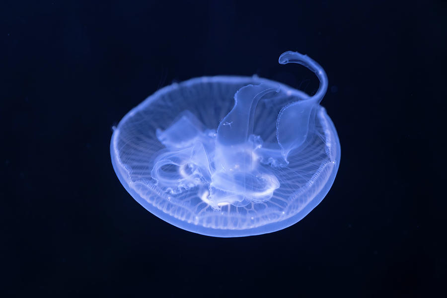 Moon Jellyfish In The Dark Photograph by Artur Bogacki