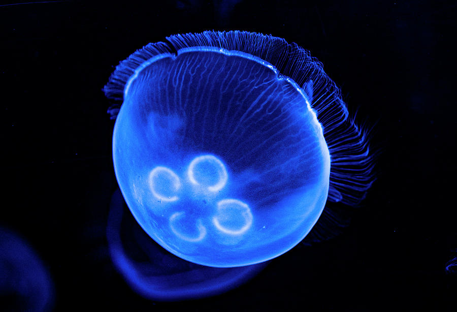 Moon Jellyfish Photograph