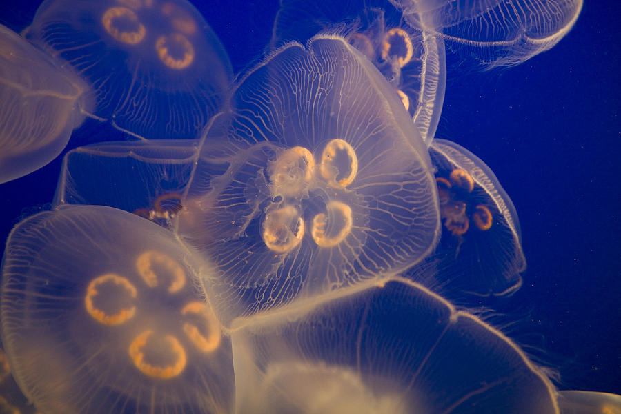 Moon Jellyfish Photograph by Klassen Images