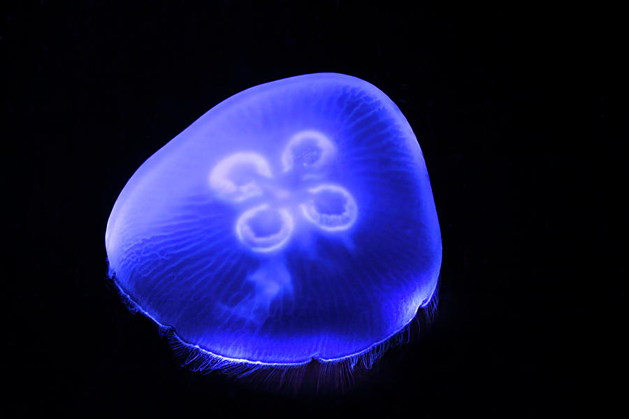 Moon Jellyfish Photograph by Mark Andrew Thomas