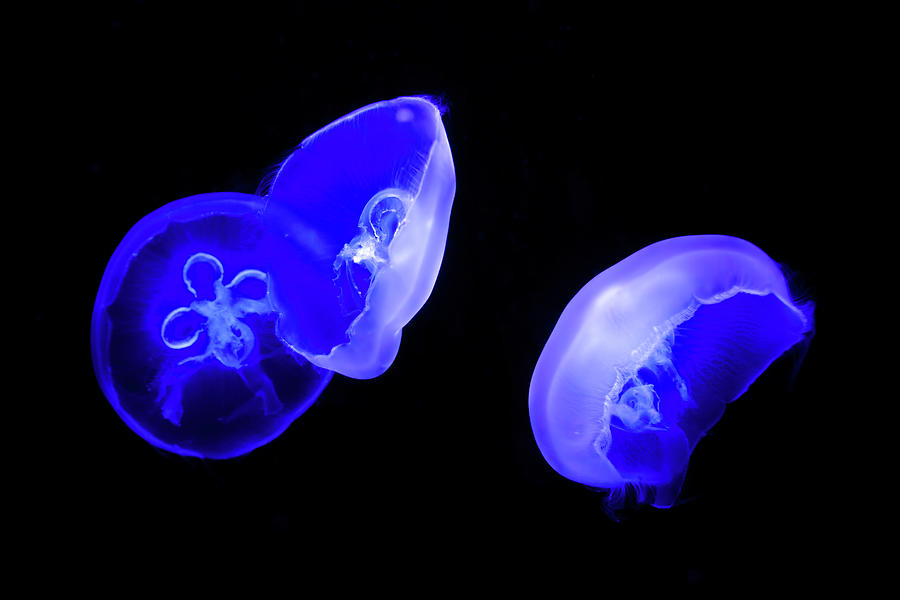 Moon Jellyfish Party Photograph by Mark Andrew Thomas