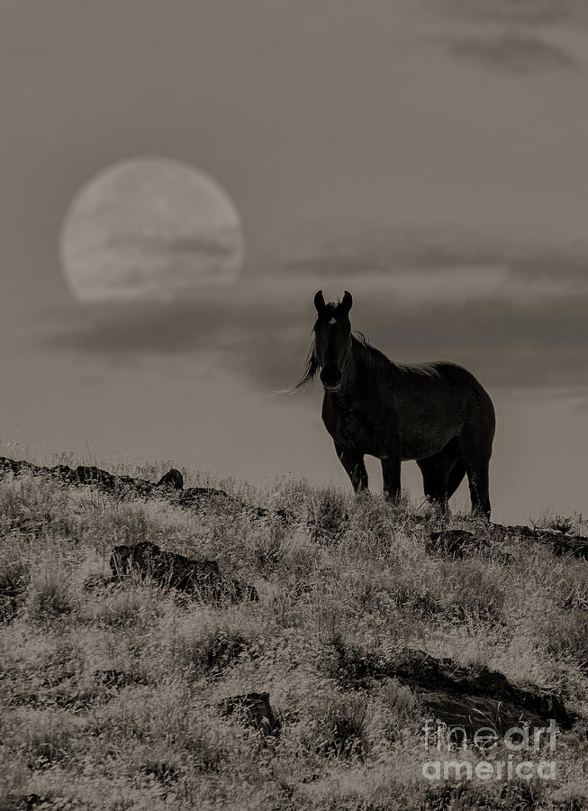 Nikon Photograph - Moon Lady by Nicole Markmann Nelson Nikon Photograph - Moon Lady by Nicole Markmann Nelson