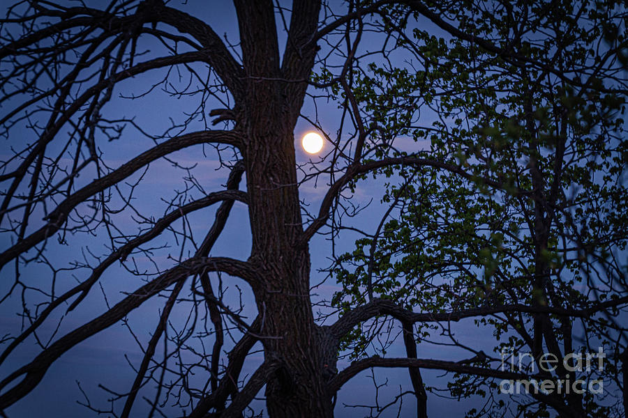 Moon Lighting Photograph by William Norton