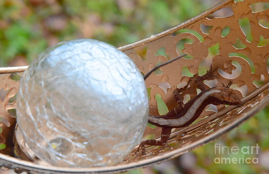 Moon Lizard Photograph By Annamarie Davis Fine Art America