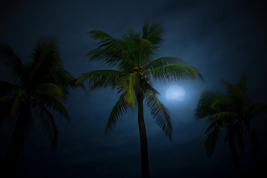 Moon Mist Photograph by Mark Andrew Thomas
