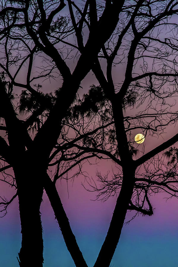 Moon Photograph - Moon Musing by Az Jackson