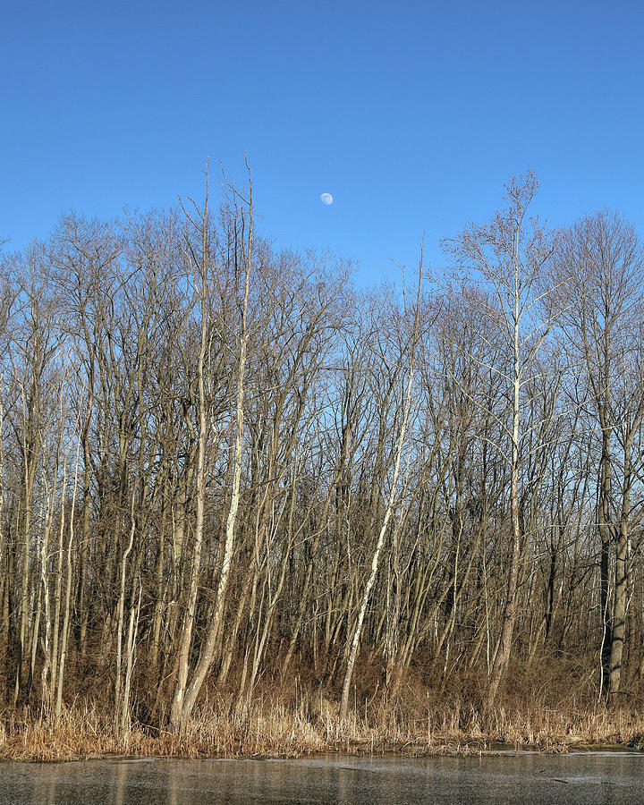 Moon Over Beaver Marsh Photograph by Dennis Lundell