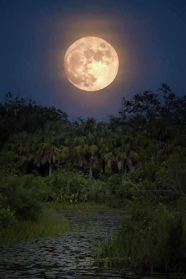Moon Over Big Cypress Swamp Photograph by Mark Andrew Thomas