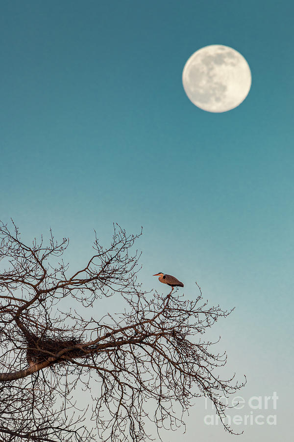 Moon over blue heron Photograph by Casper Cammeraat