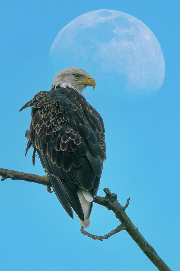 Moon over eagle Photograph by David Heilman