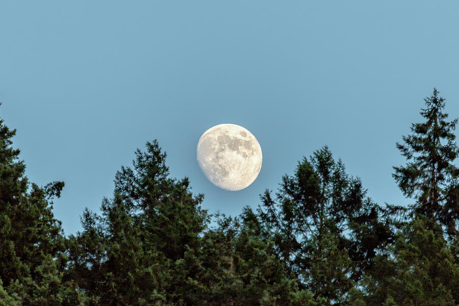 Moon Over Fir Trees Photograph by Belinda Greb