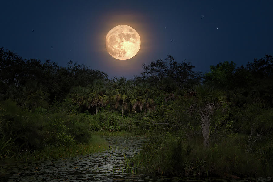 Moon Over the Lily Pads Photograph by Mark Andrew Thomas