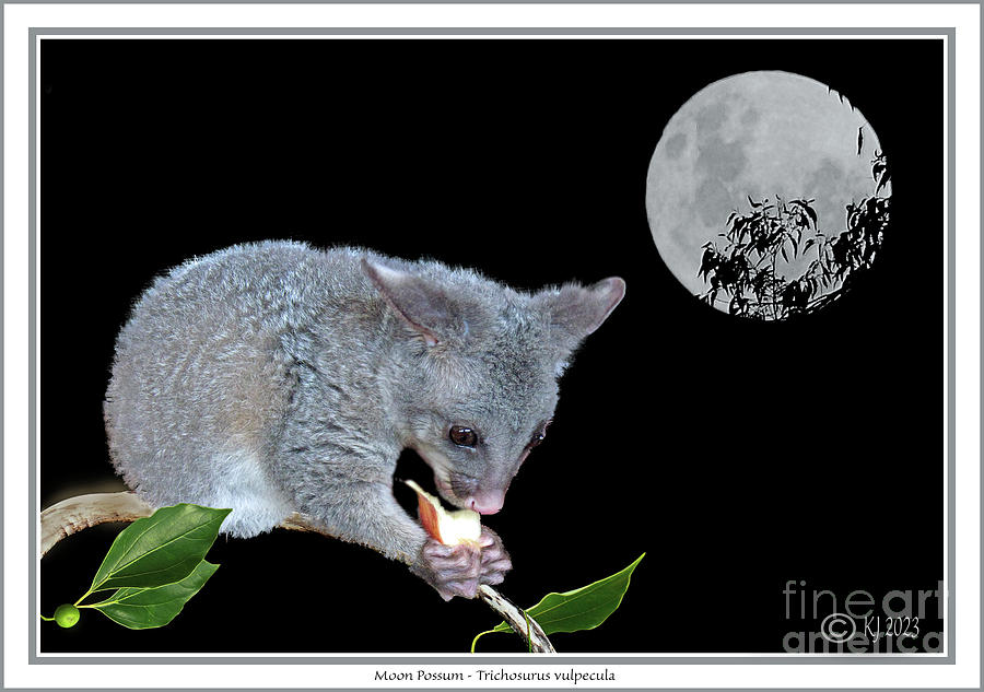 Moon Possum - Trichosurus Vulpecula Photograph