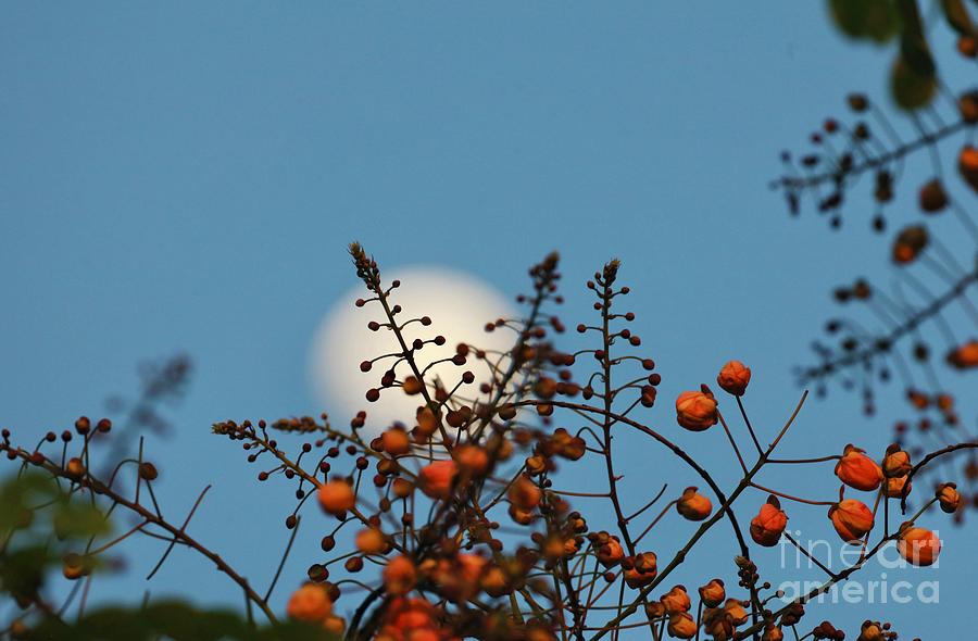 Moon Raising Photograph by Craig Wood
