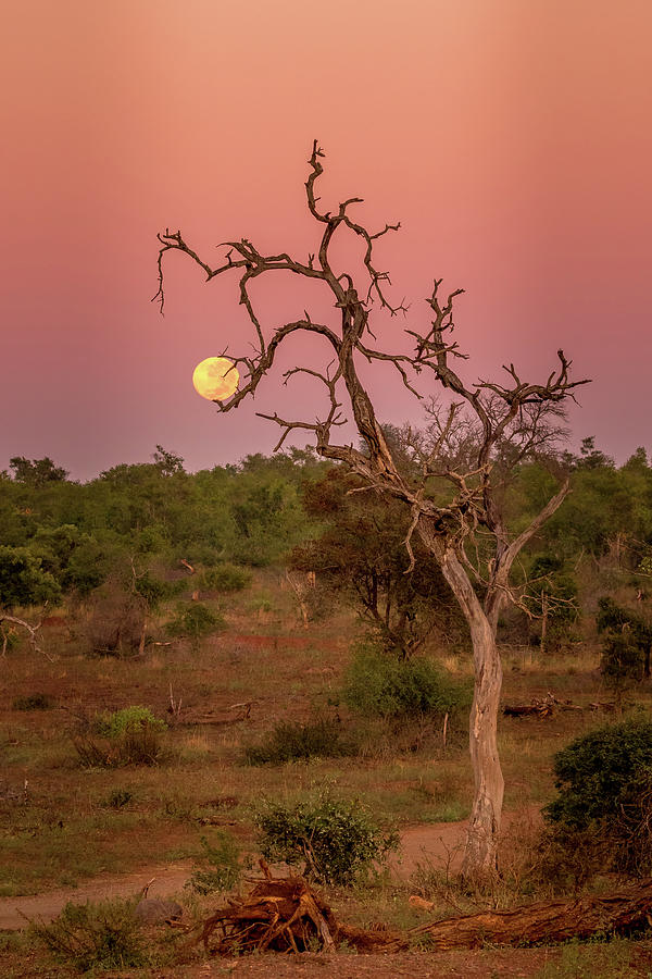 Moon Rise at Sunset Photograph by MaryJane Sesto