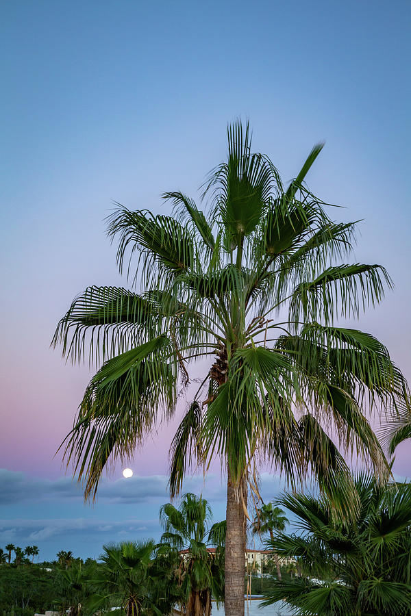 Moon Rising 3 Photograph by Cindy Robinson