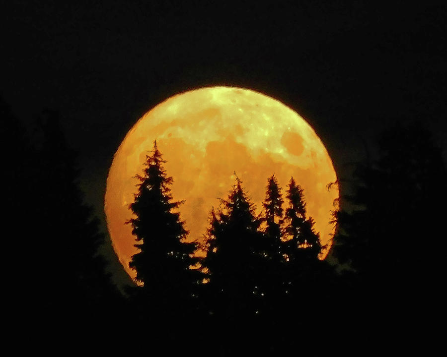Moon Rising Photograph by Carl Moore