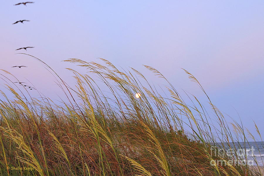 Moon Rising over the Sea Oats Photograph by Shelia Kempf