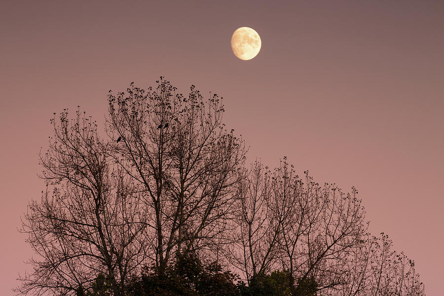 Moon rising over tree at sunset Photograph by Ian Middleton