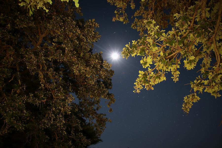 Moon Rising Photograph by Tim Kuret