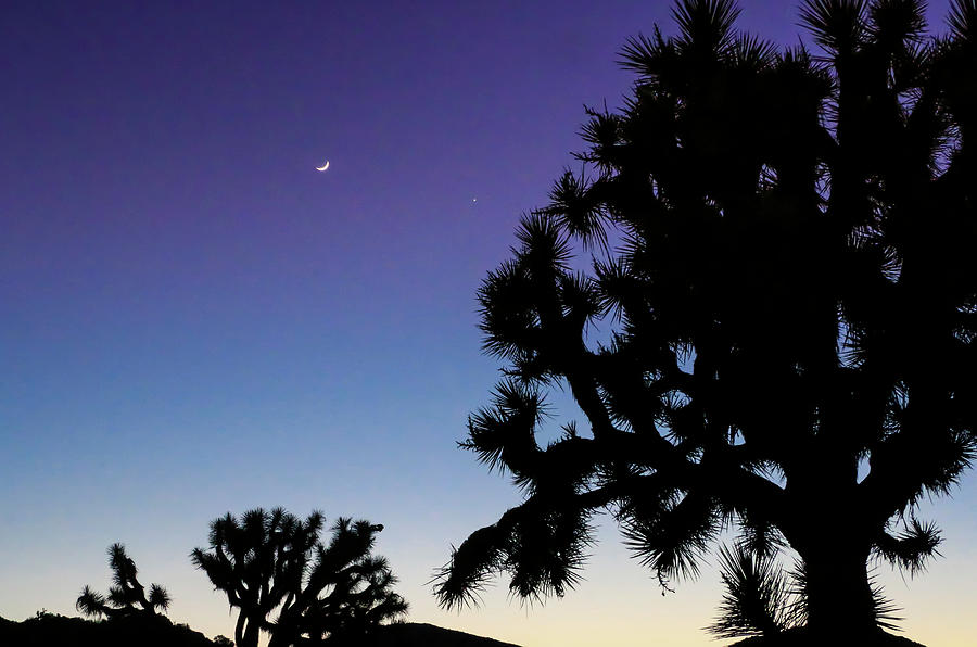 Moon, Star and Joshua Tree Photograph by Dawn Richards