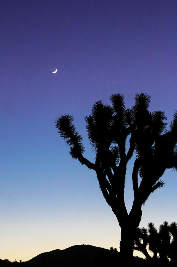 Moon, Star and Joshua Tree, Vertical Photograph by Dawn Richards
