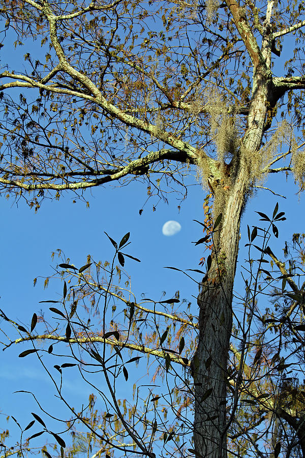 Moon Through The Cypress Photograph