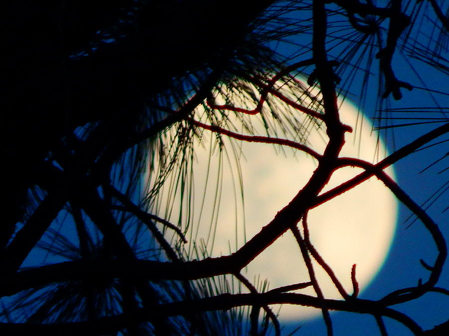 Moon Through The Pine  Photograph by Virginia White
