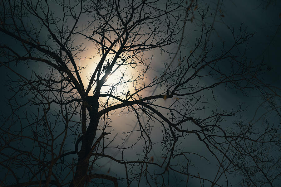 Moon Tree Photograph by Lyn Caudle - Pixels