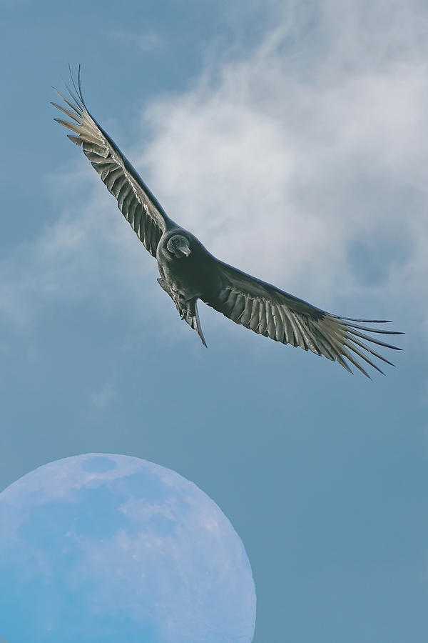 Moon vulture Photograph by David Heilman