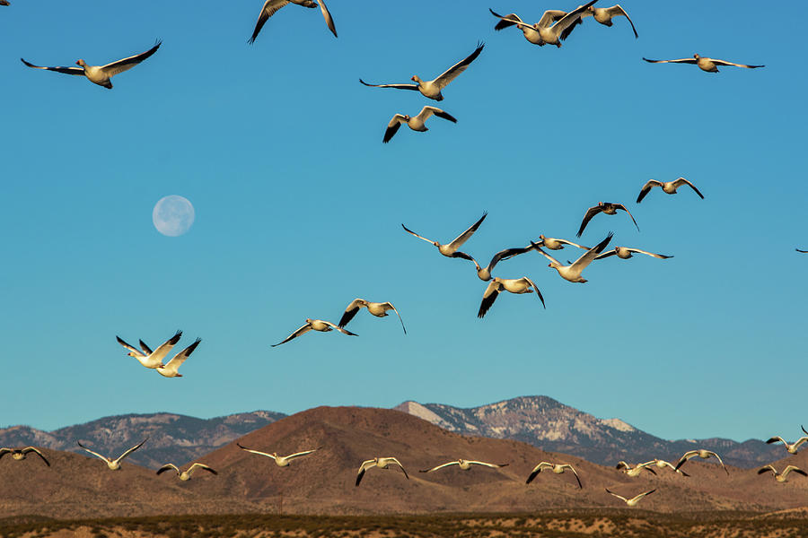 Bird Photograph - Moonday Morning at the Bosque by Dianne Milliard