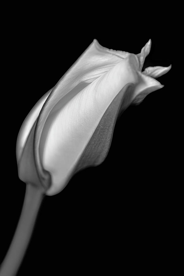 Moonflower Greeting 2 Black And White Photograph